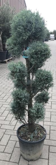 Cupressocyparis Arizonica fastigiata