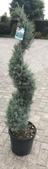 Cupressocyparis Arizonica fastigiata