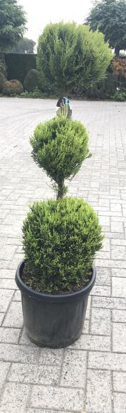 Cupressocyparis Leylandii Gold Rider