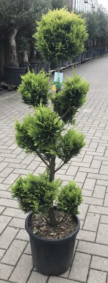 Cupressocyparis Leylandii C.W. Gold
