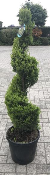 Cupressocyparis macrocarpa Goldcrest