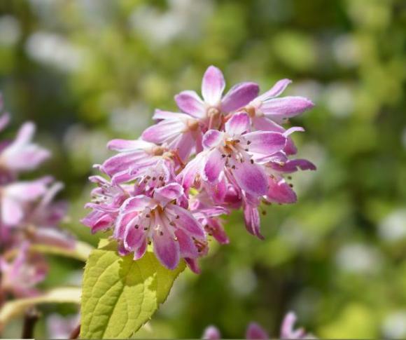 Deutzia hybrida 'Strawberry Fields'