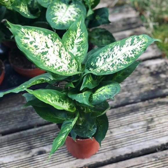 Dieffenbachia 'Mars'