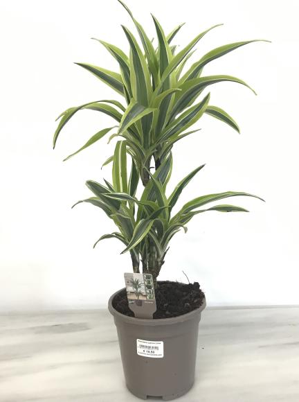 Dracaena Lemon Lime