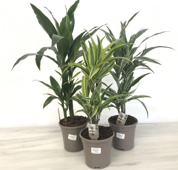 Dracaena Lemon Lime