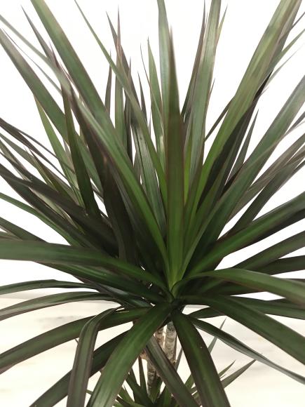 Dracaena magenta