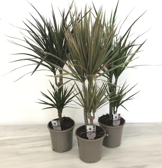 Dracaena magenta
