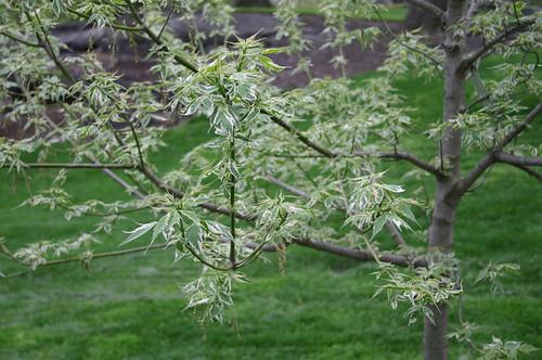 Acer negundo 'Flamingo'