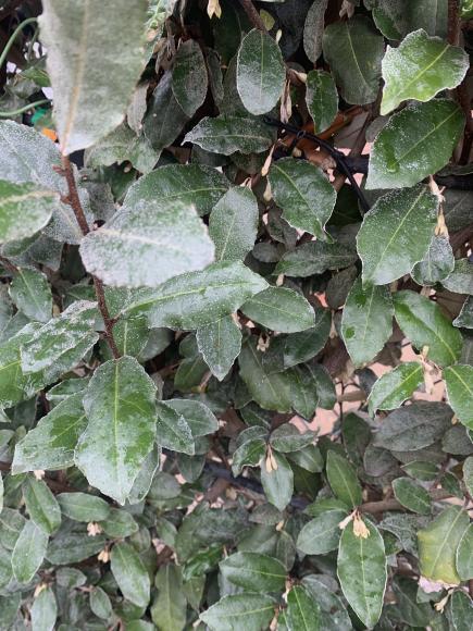 Elaeagnus ebbingei 'Compacta'