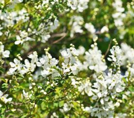 Exochorda macrantha 'The Bride'