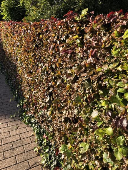 Fagus sylvatica 'Atropurpurea'