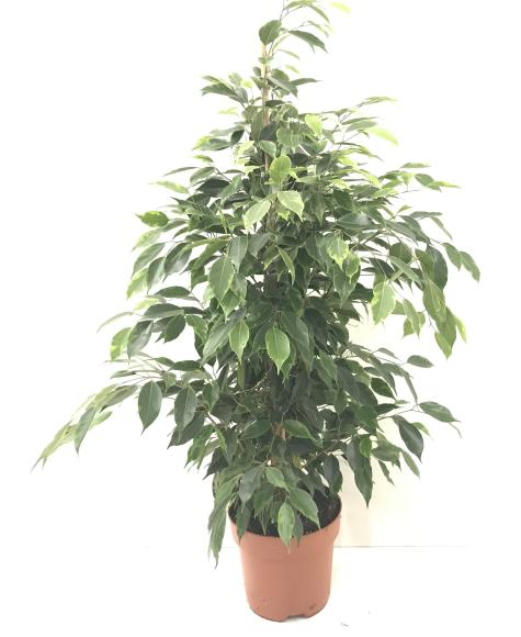 Ficus benjamina Anastasia