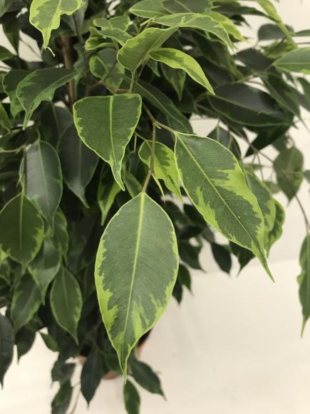 Ficus benjamina Anastasia