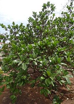 Ficus Cyathistipula