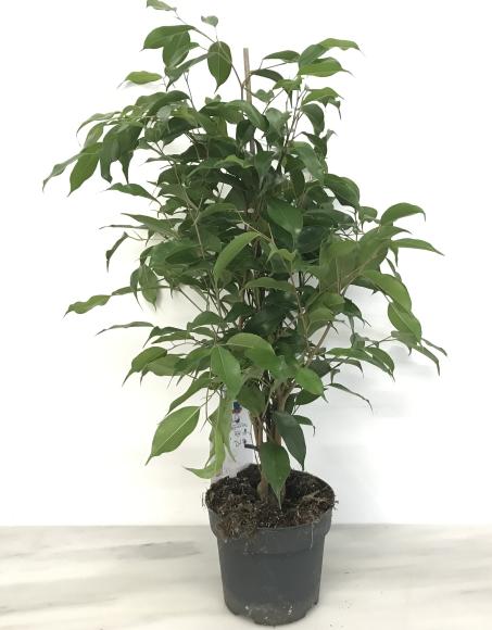 Ficus benjamina