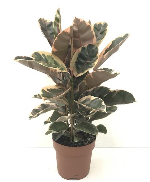 Ficus elastica 'Belize'