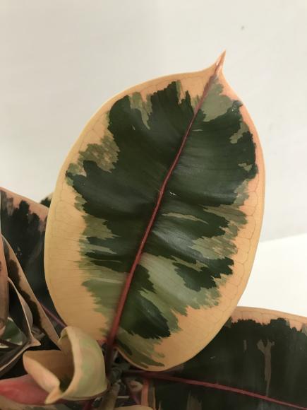 Ficus elastica 'Belize'