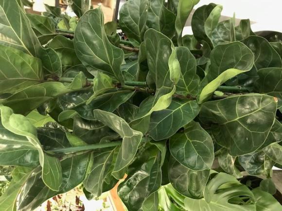 Ficus Lyrata