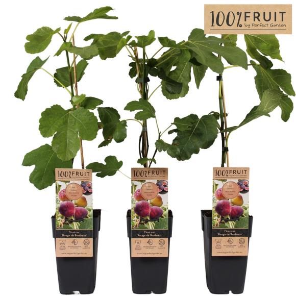 Ficus 'Rouge de Bordeaux'