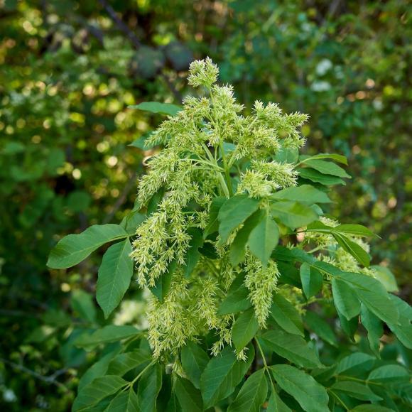 Fraxinus ornus 'Meczek'