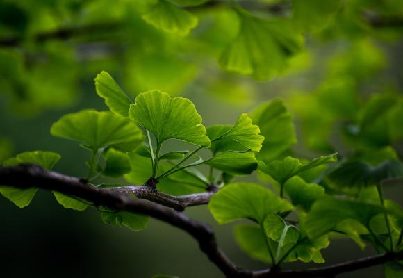 Ginkgo biloba