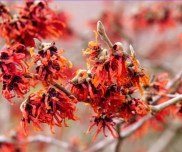 Hamamelis interm. 'Diane'