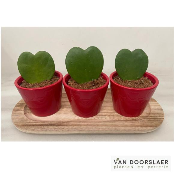 Hoya in hartvorm + potje