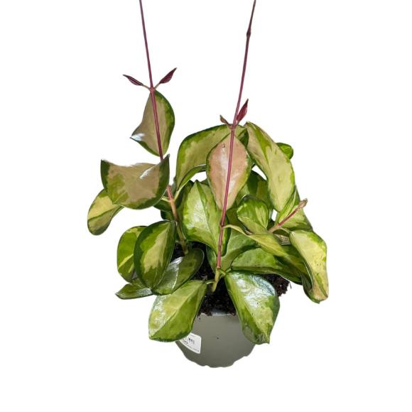 Hoya carnosa 'Tricolor'