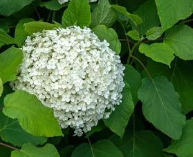 Hydrangea arborescens 'Strong Annabelle'