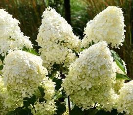 Hydrangea paniculata 'Pink Lady'