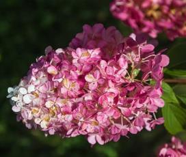 Hydrangea paniculata 'Mega mindy'