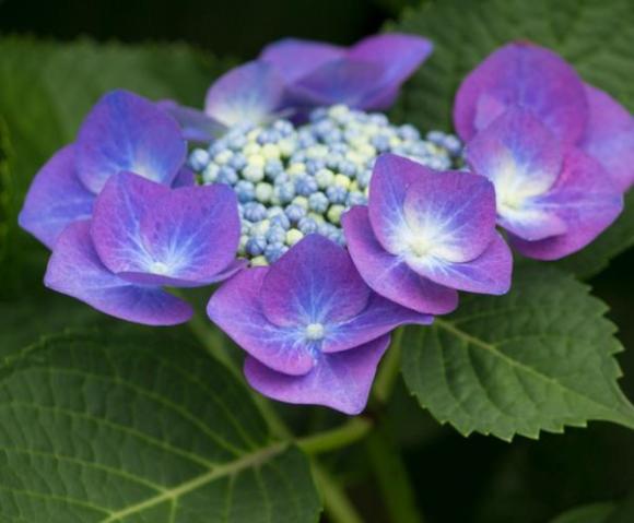 Hydrangea teller blauw (Blaumeise)