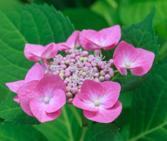 Hydrangea teller rose (Taube)