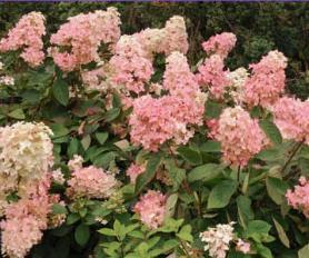 Hydrangea paniculata 'Pinky Winky'