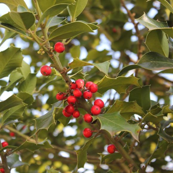 Ilex aquifolium 'Nellie R Stevens'