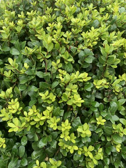 Ilex crenata 'Caroline upright'