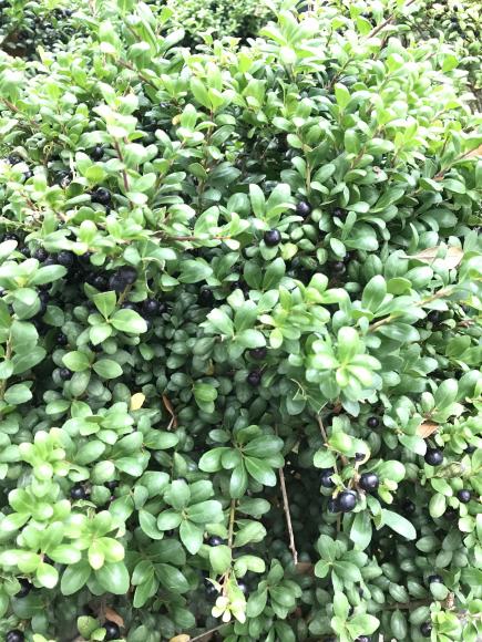 Ilex crenata Convexa
