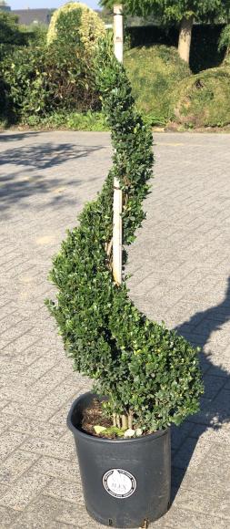 Ilex crenata 'Dark Green'