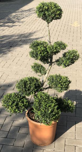 Ilex crenata 'Glorie Gem' bonzai