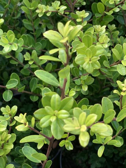 Ilex crenata 'Green hedge'