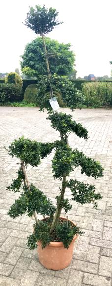 Ilex crenata 'Kinme' bonzai