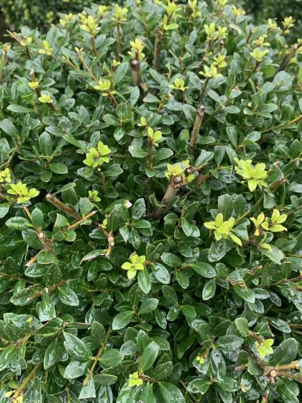 Ilex crenata 'Luxus Globe'
