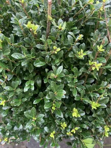 Ilex crenata 'Luxus Globe'