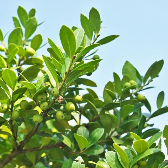 Ilex maximowicziana