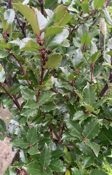 Ilex meserveae 'Blue Princesse'