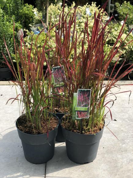 Imperata cylindrica 'Red Baron'