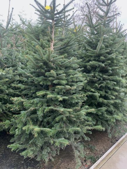 Kerstboom Nordmann Potgekweekt