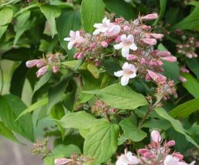 Kolkwitzia amabilis Amabilis