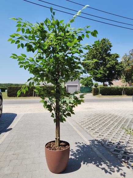 Ficus kunstplant