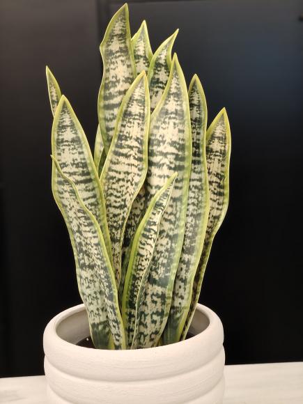 Sanseviera kunstplant